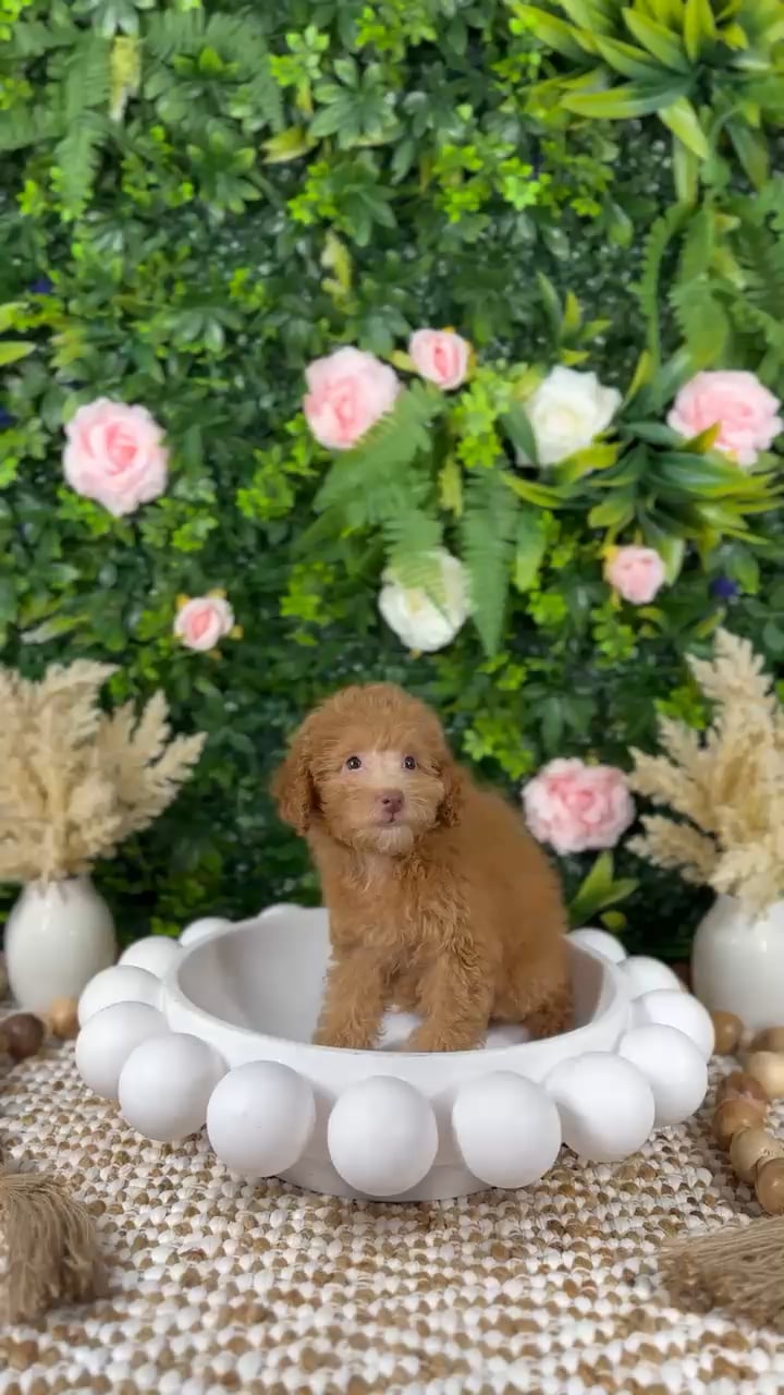 Female Mini Poodle puppy named Nana for sale at Puppy Dreams - Katy. video thumbnail