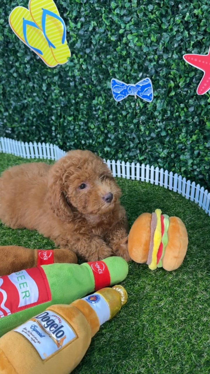 Male Mini Poodle puppy named Oscar for sale at Puppy Dreams - Missouri City. video thumbnail