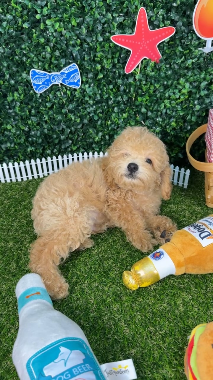Male Mini Poodle puppy named Lando for sale at Puppy Dreams - Missouri City. video thumbnail