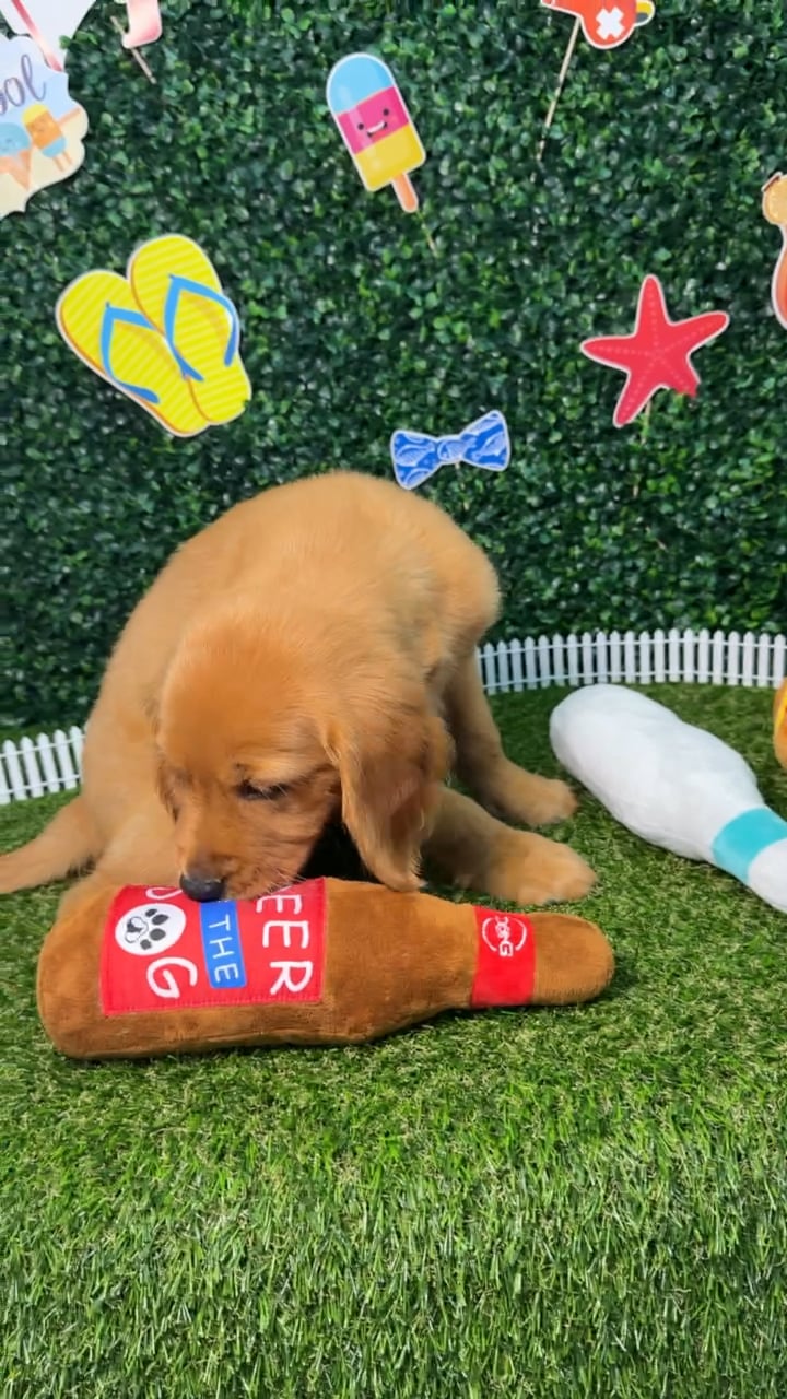 Female Golden Retriever puppy named Peach for sale at Puppy Dreams - Missouri City. video thumbnail