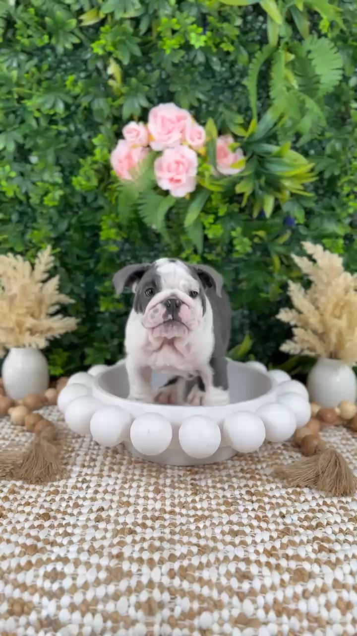 Male English Bulldog puppy named Gary for sale at Puppy Dreams - Katy. video thumbnail