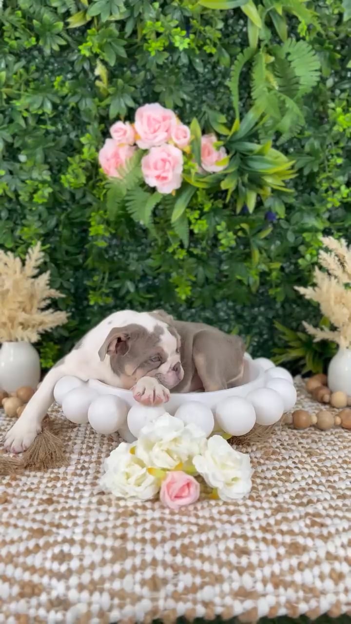 Female English Bulldog puppy named Ellen for sale at Puppy Dreams - Katy. video thumbnail