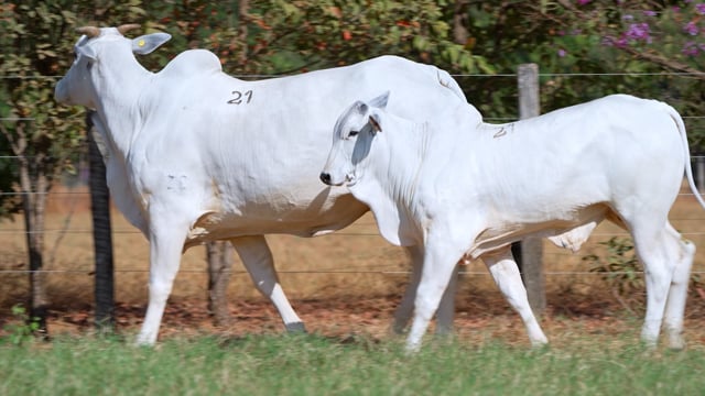 Lote 21