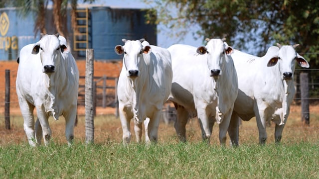 Lote 78