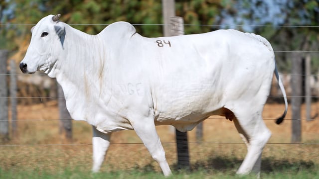 Lote 84