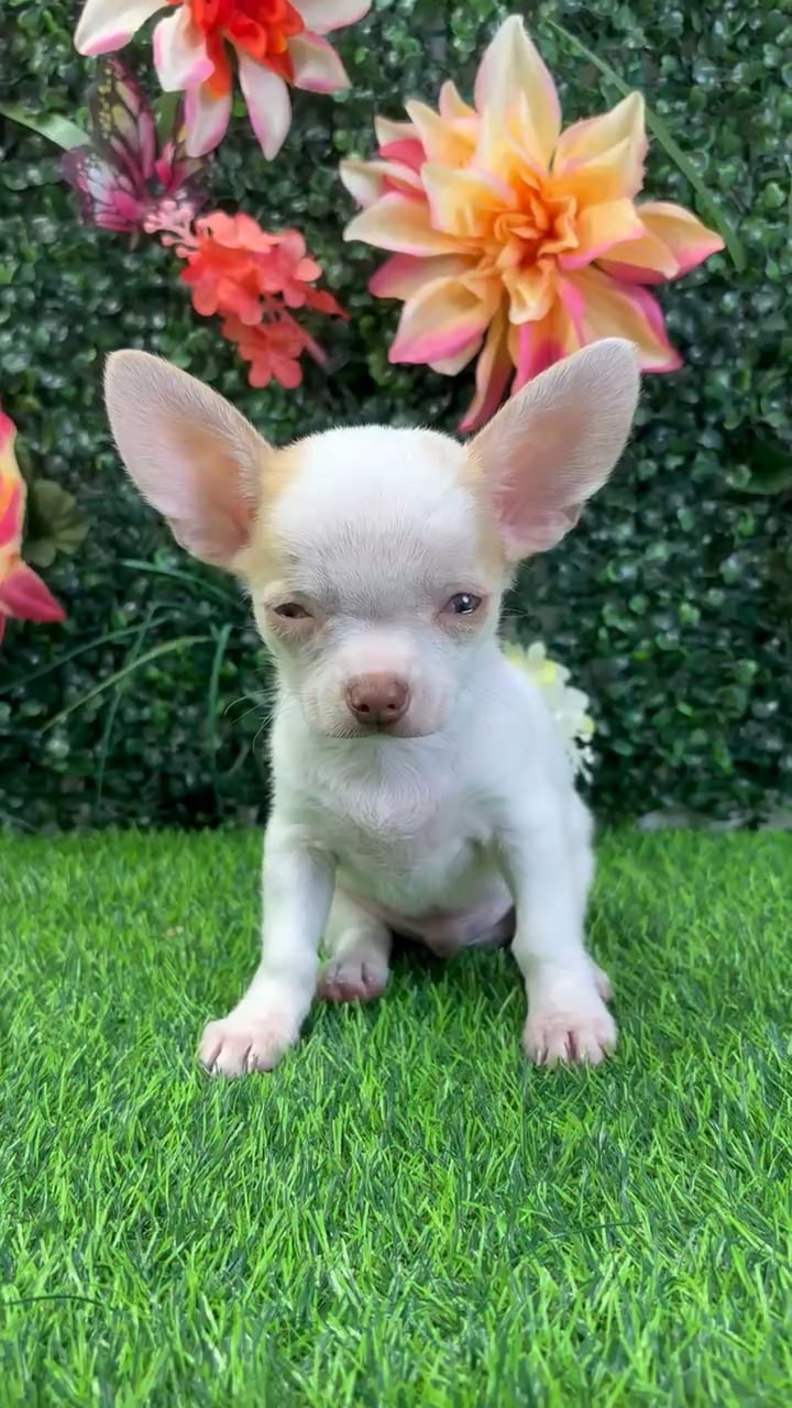 Male Chihuahua puppy named Mango for sale at Puppy Dreams - Wichita West. video thumbnail