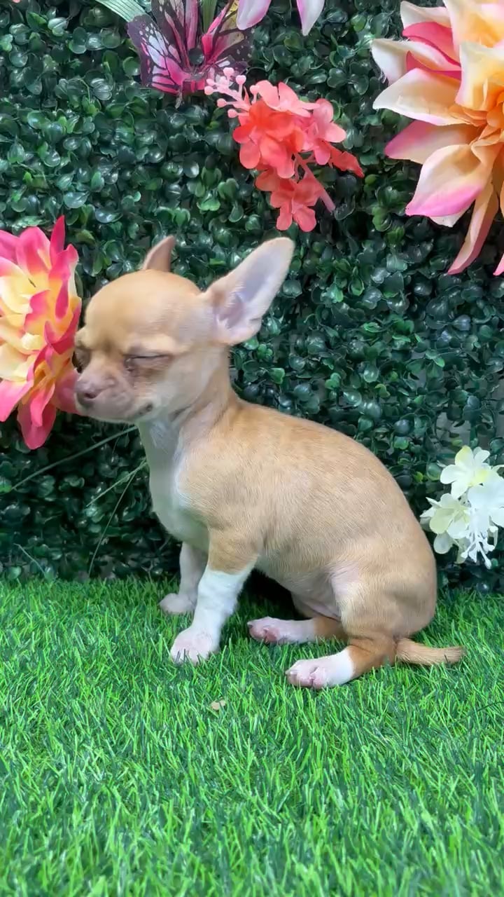 Female Chihuahua puppy named Meadow for sale at Puppy Dreams - Junction City. video thumbnail