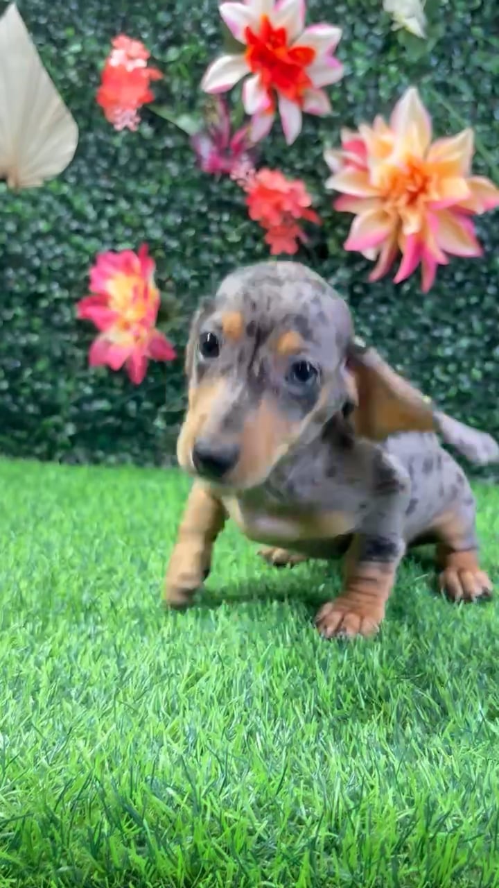 Female Dachshund puppy named Josie for sale at Puppy Dreams - Wichita West. video thumbnail