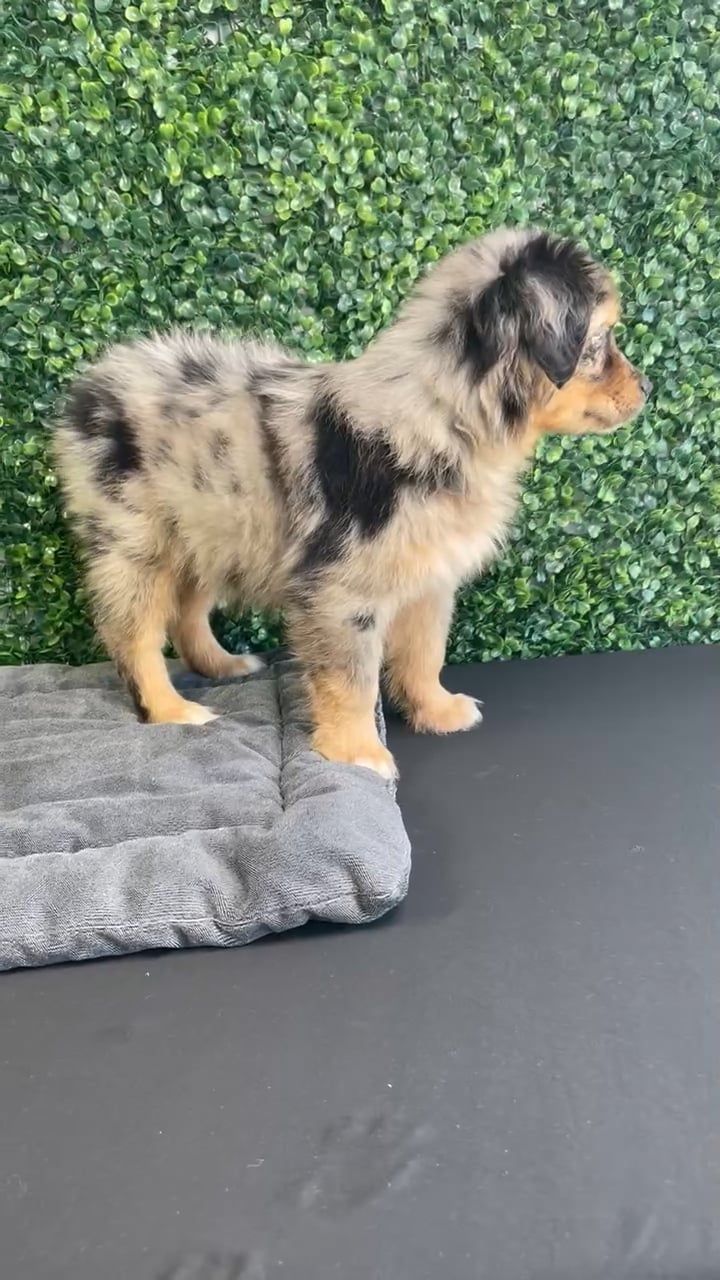 Male Australian Shepherd puppy named Sully for sale at Puppy Dreams - West Little Rock. video thumbnail