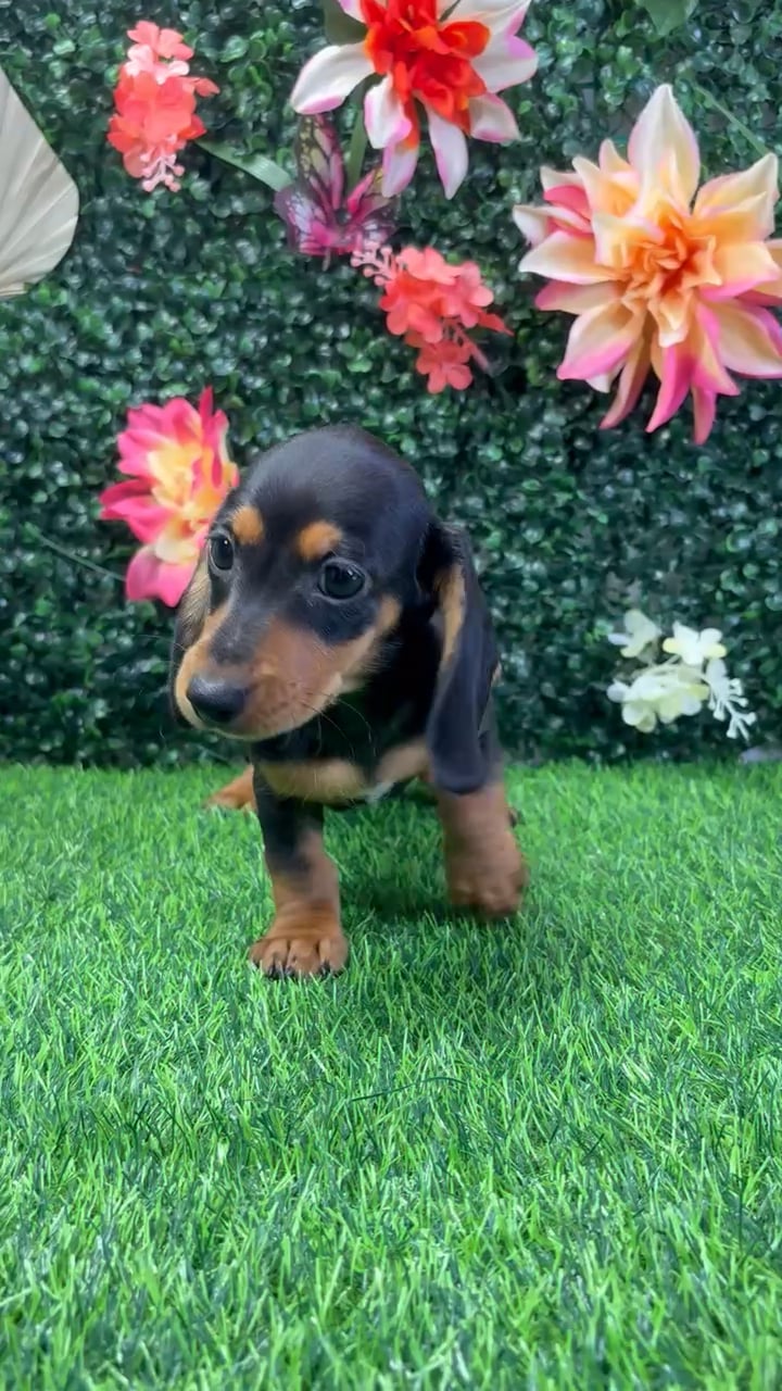 Male Dachshund puppy named Ziggy for sale at Puppy Dreams - Junction City. video thumbnail