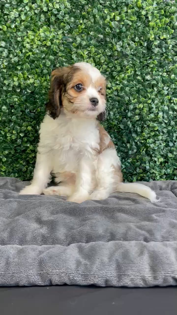 Female Cavachon puppy named Peaches for sale at Puppy Dreams - West Little Rock. video thumbnail