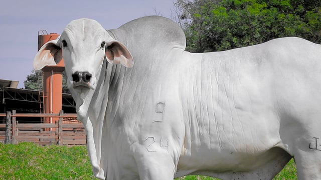 Lote 33