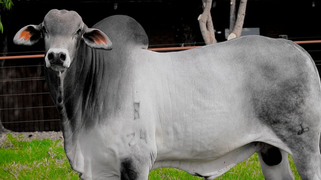 Lote 37