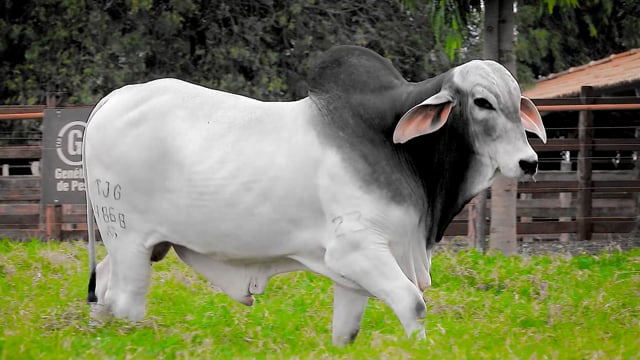 Lote 41
