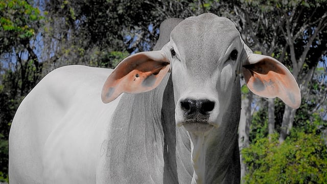 Lote 73