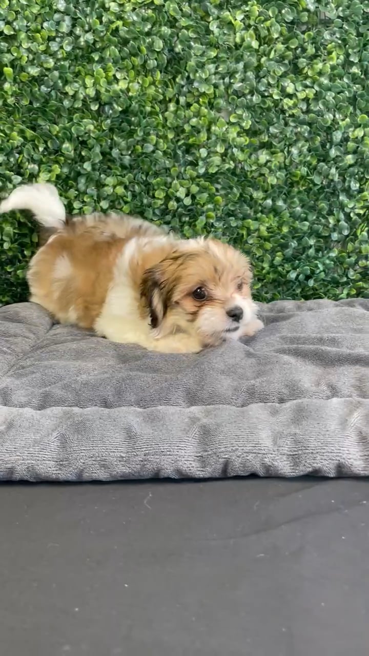 Female Teddy Bear puppy named Sprinkles for sale at Puppy Dreams - West Little Rock. video thumbnail