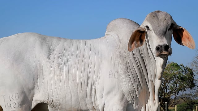 Lote 68