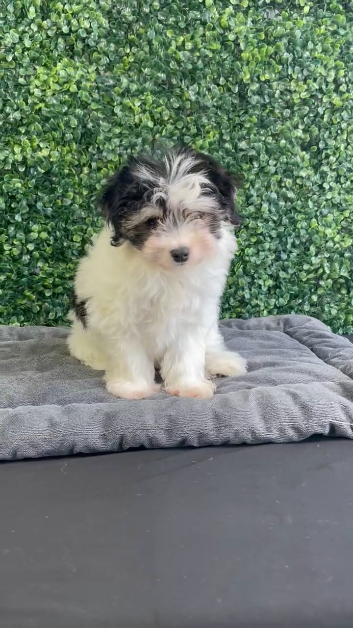 Female Pomachon puppy named Daisy for sale at Puppy Dreams - West Little Rock. video thumbnail