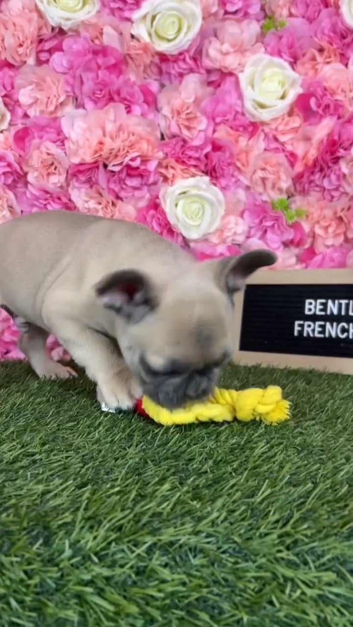 Male French Bulldog puppy named Bently for sale at Pet Express Braintree. video thumbnail