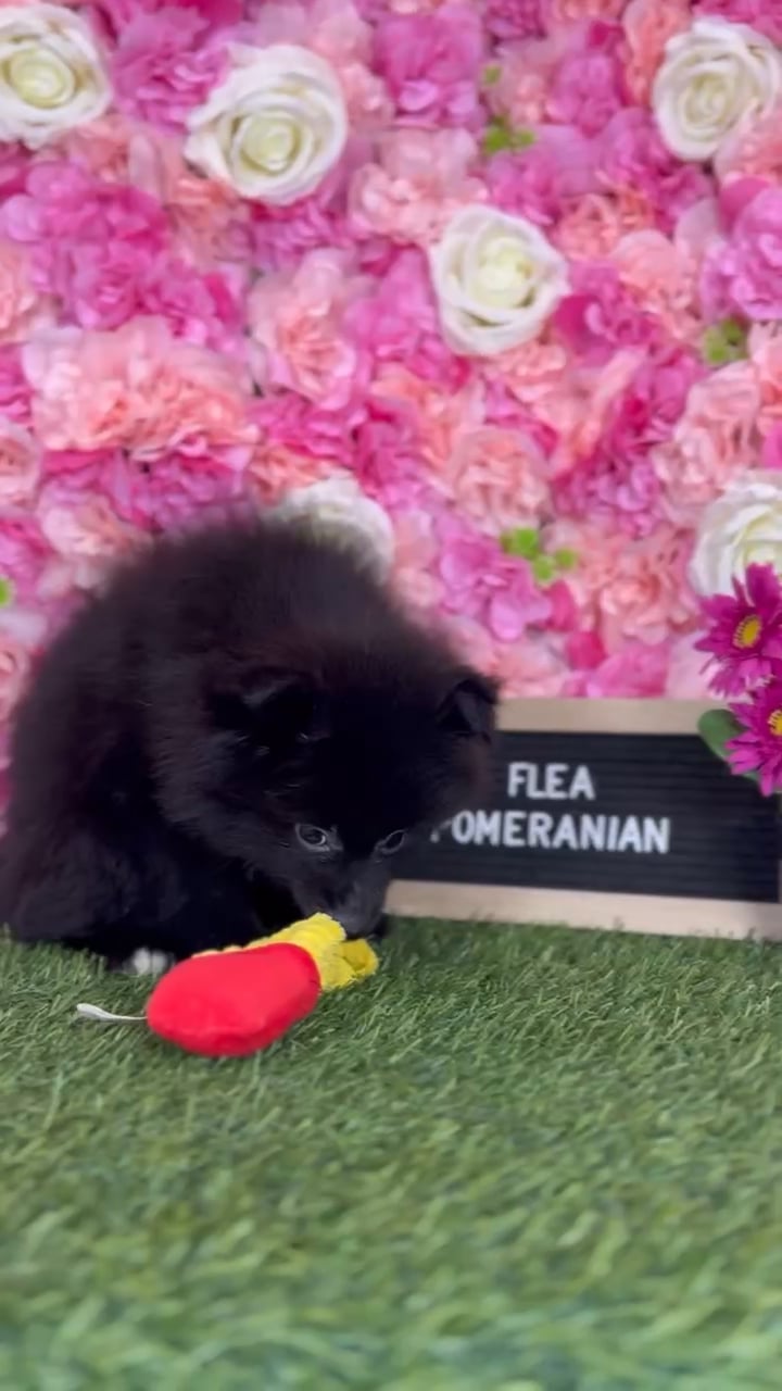 Male Pomeranian puppy named Flea for sale at Pet Express Braintree. video thumbnail