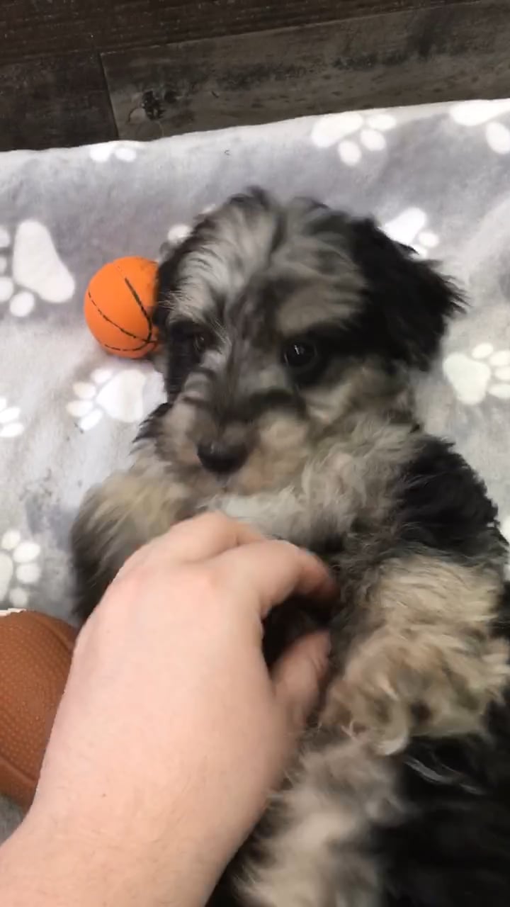 Female Schnoodle puppy named Roo for sale at The Family Puppy-Novi. video thumbnail