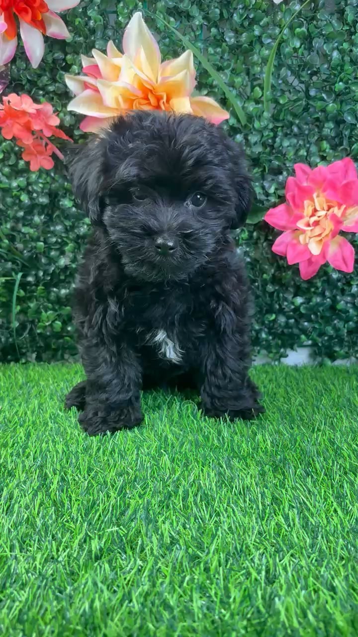Male Yorkie-Poo puppy named Thor for sale at Puppy Dreams - Wichita West. video thumbnail