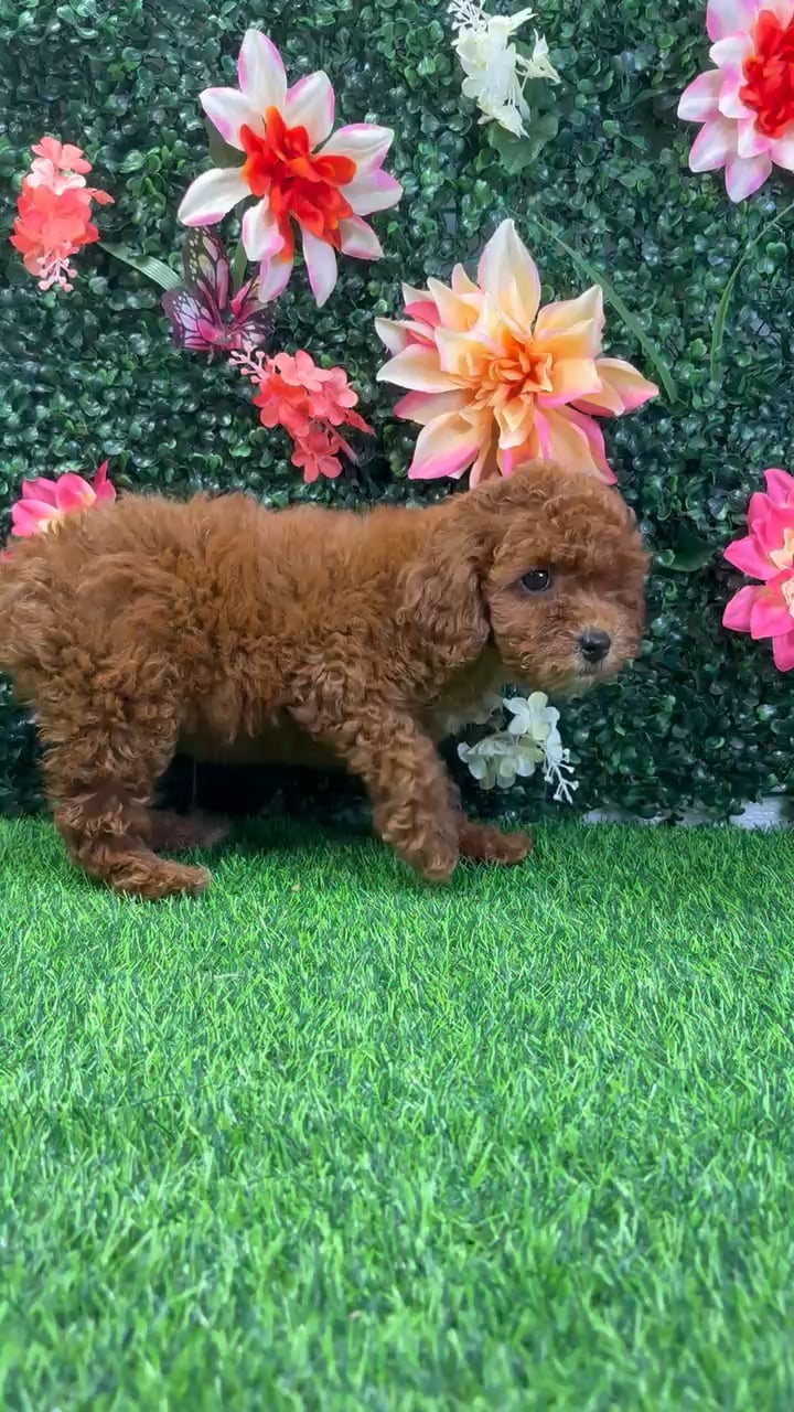 Female Cavapoo puppy named Layla for sale at Puppy Dreams - Junction City. video thumbnail