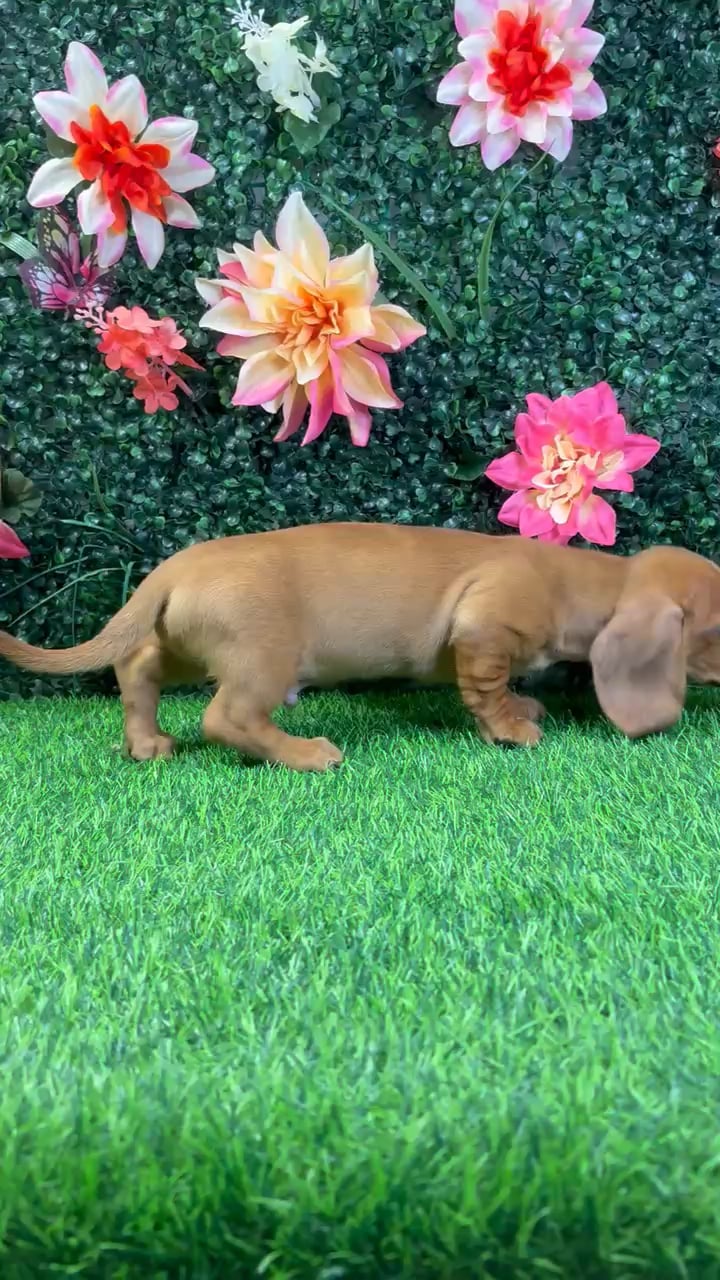 Male Dachshund puppy named Tucker for sale at Puppy Dreams - Wichita West. video thumbnail
