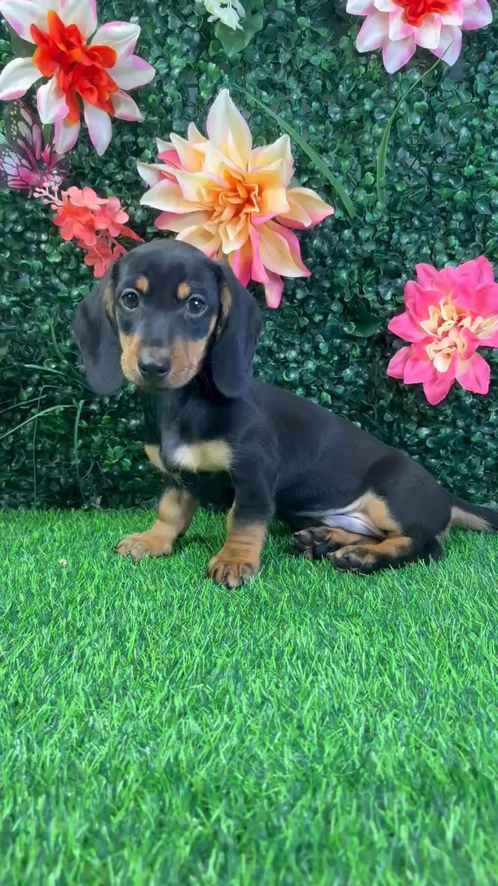 Male Dachshund puppy named Toby for sale at Puppy Dreams - Wichita West. video thumbnail