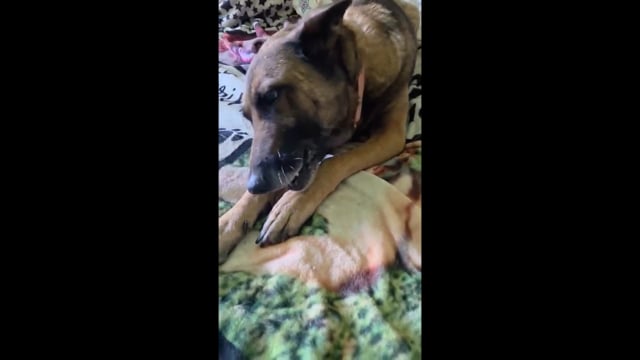 Enlarge Coco - Sweet and Sassy, a Adoptable mixed breed in Collierville, TN video 6/6