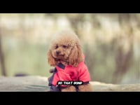 Dog Training: 2.2 A Dog’s Emotional World
