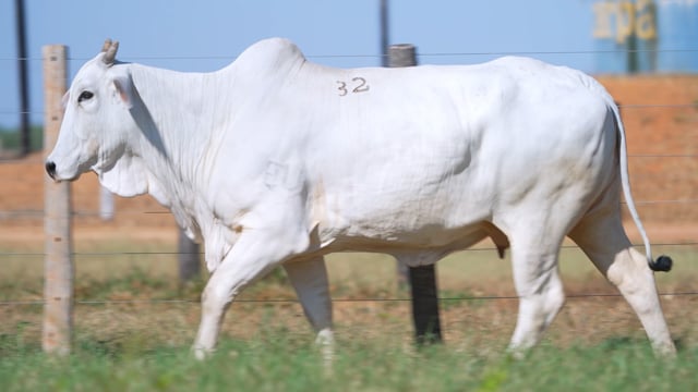 Lote 32