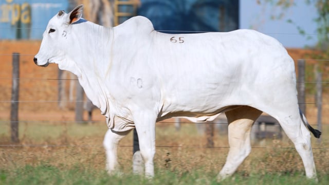 Lote 65