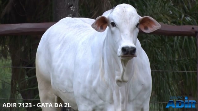Lote 01