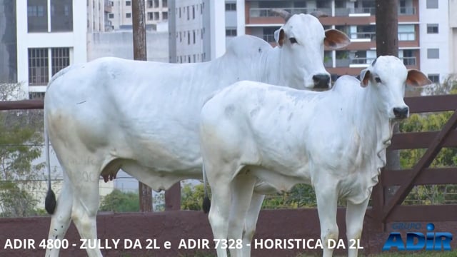 Lote 04