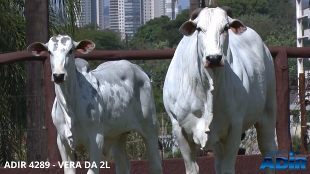 Lote 07