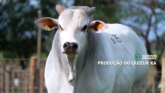 PRODUÇÃO QUIZUR