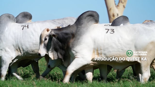 PRODUÇÃO QUEST