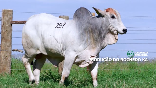 PRODUÇÃO ROCHEDO