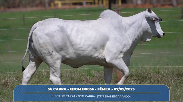 Lote 11