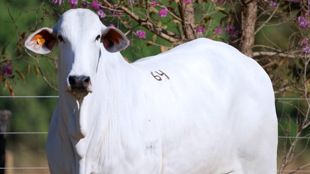 Lote 64