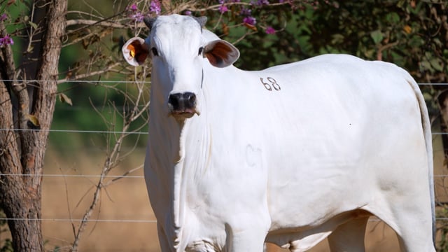 Lote 68