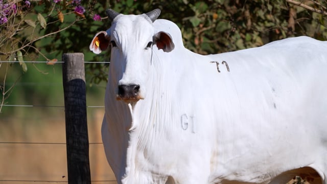 Lote 71