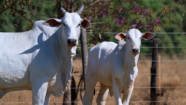 Lote 39