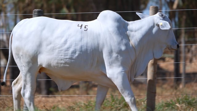 Lote 45