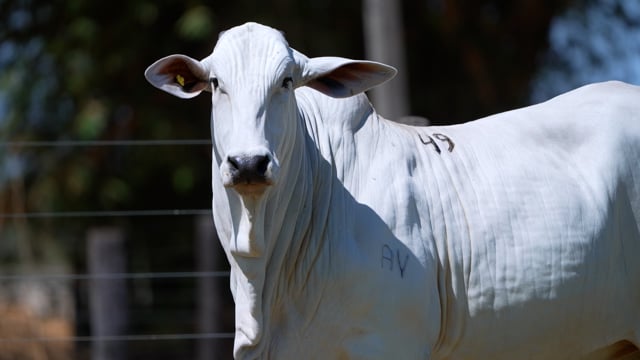 Lote 49