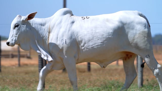 Lote 56