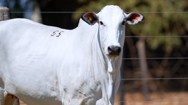 Lote 55