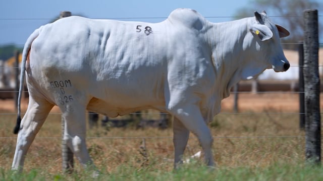 Lote 58