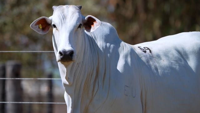 Lote 59